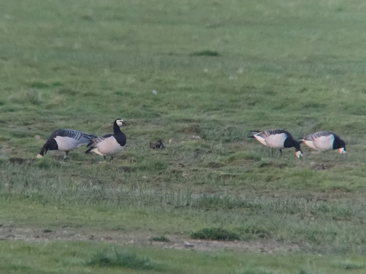 Barnacle Goose - Toby Carter