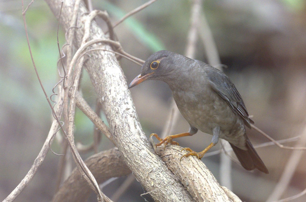 Indian Blackbird - ML618704358