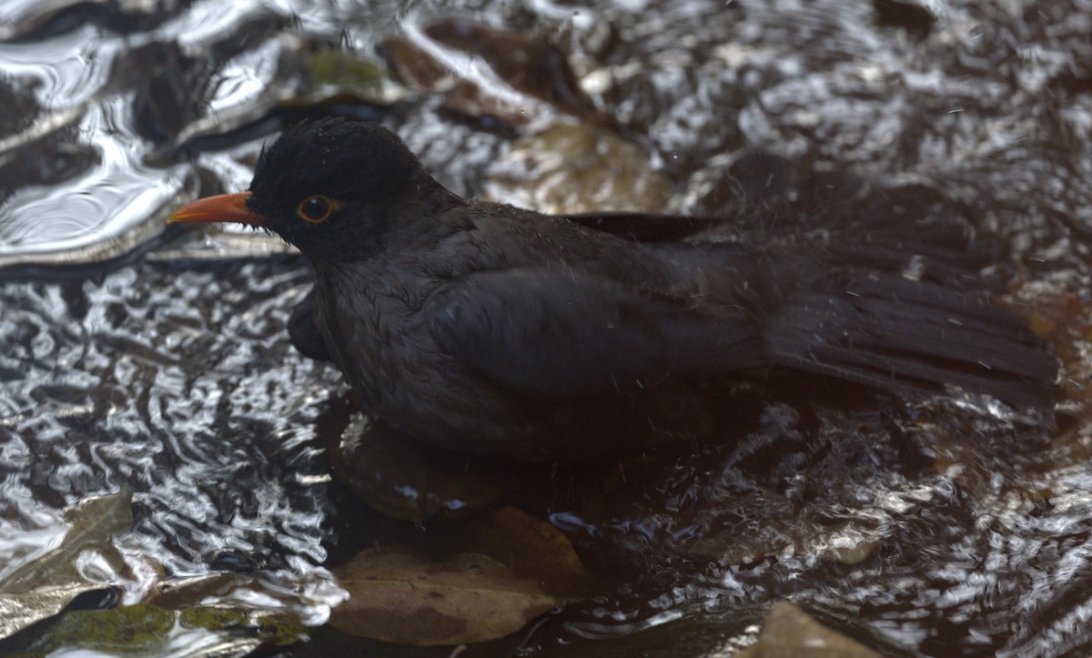 Indian Blackbird - ML618704359