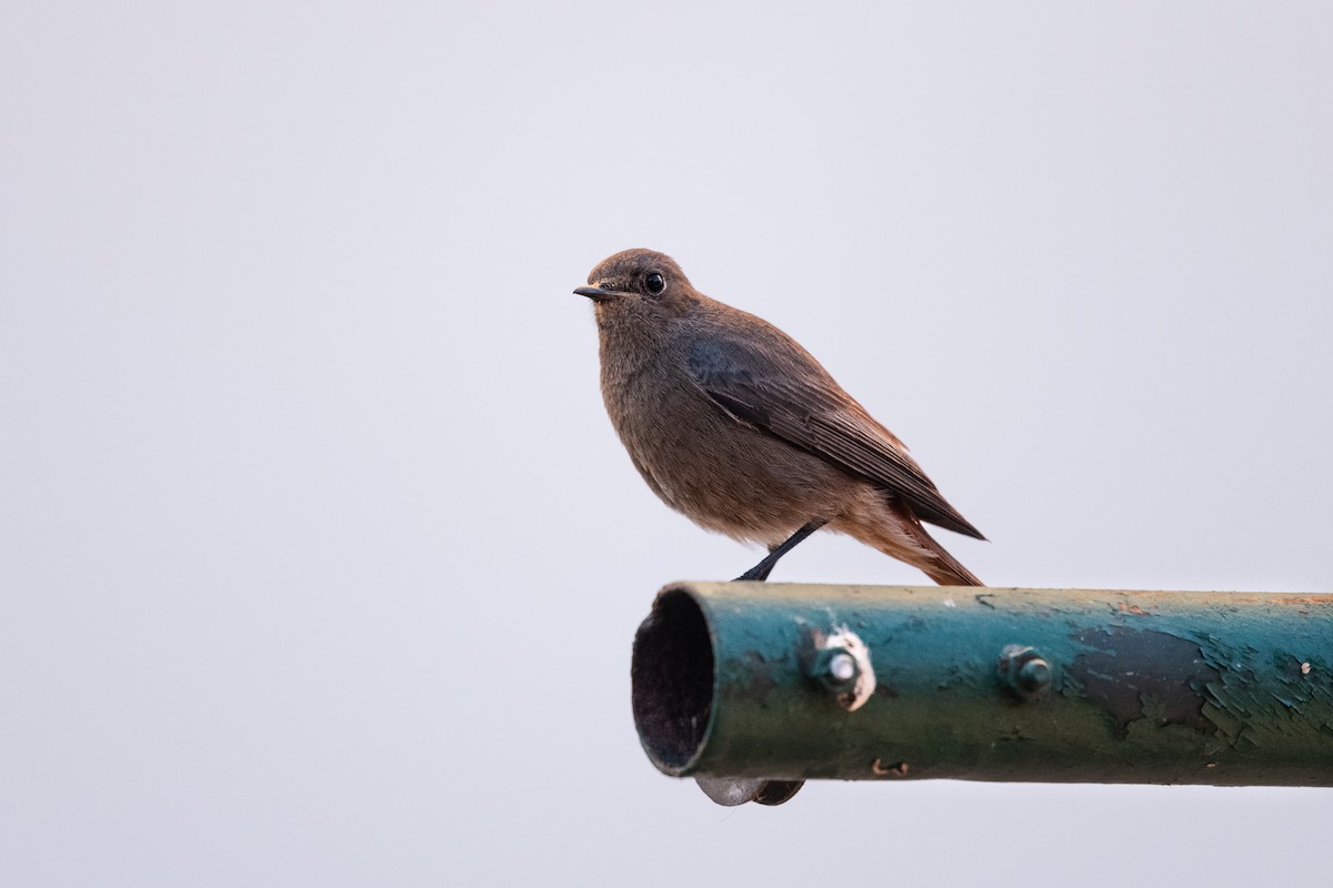 Black Redstart - ML618704360