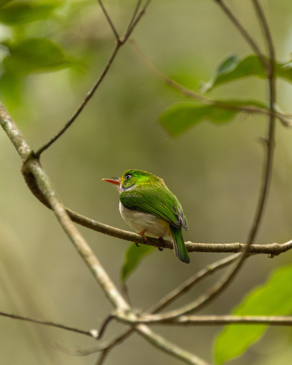 Cuban Tody - ML618704363