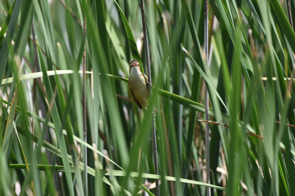 Australian Reed Warbler - Hitomi Ward