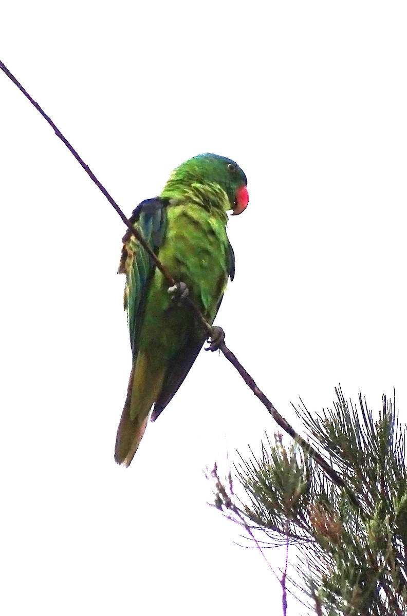 Blue-naped Parrot - ML618704399