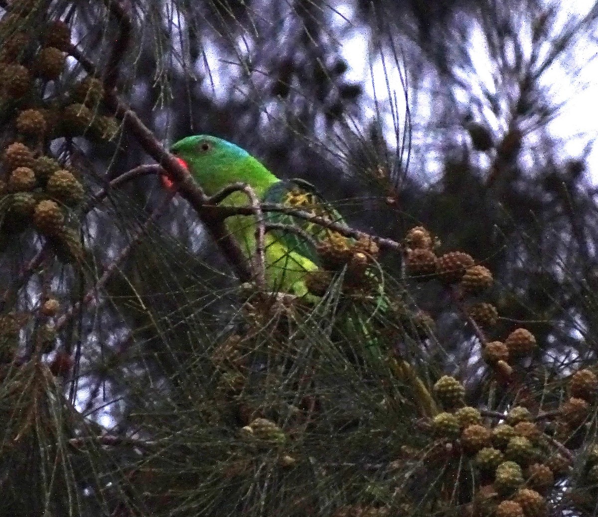 Blue-naped Parrot - ML618704402