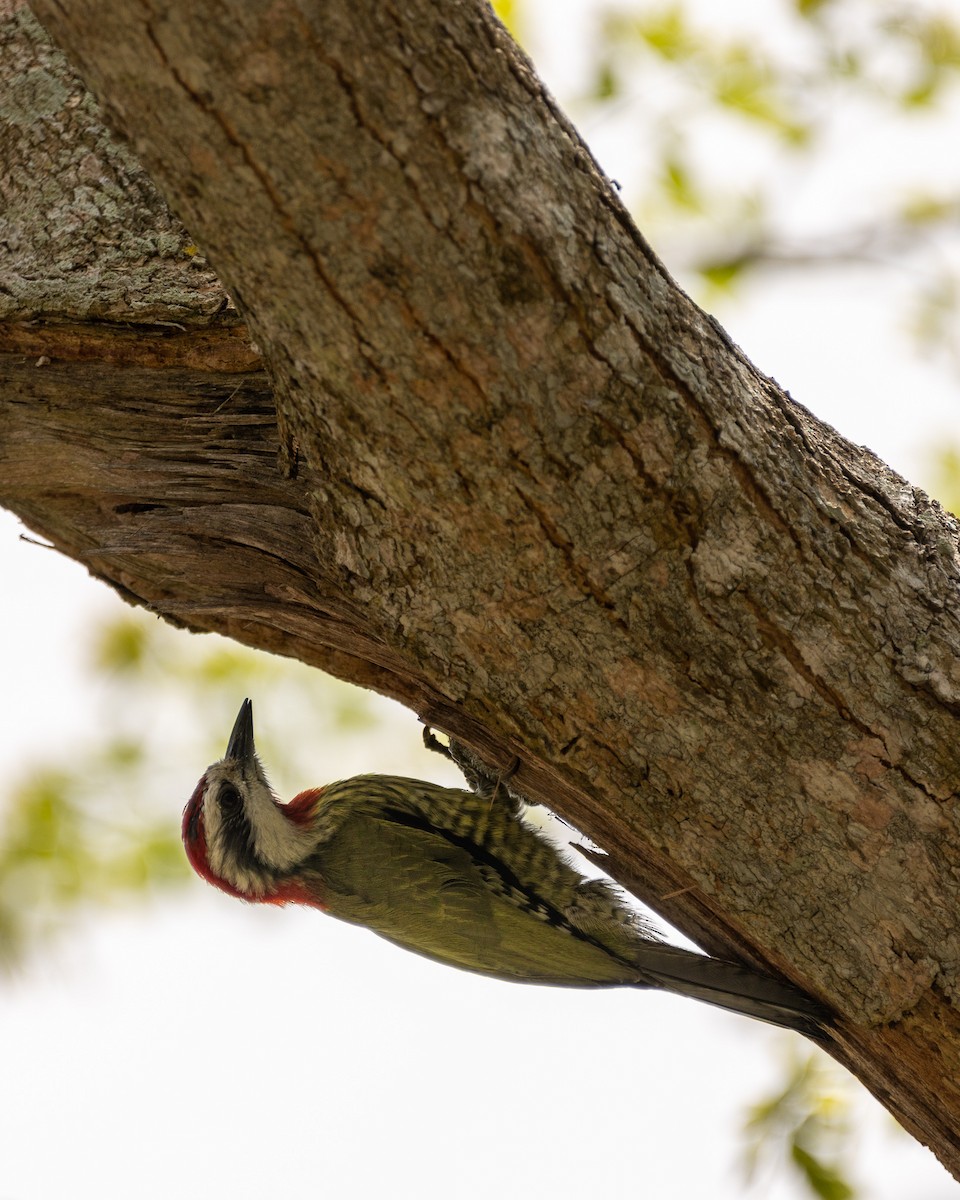 Cuban Green Woodpecker - Kelsey Rowe
