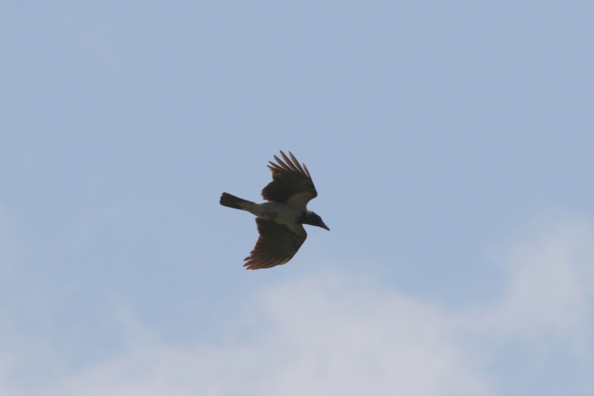 Hooded Crow - ML618704430