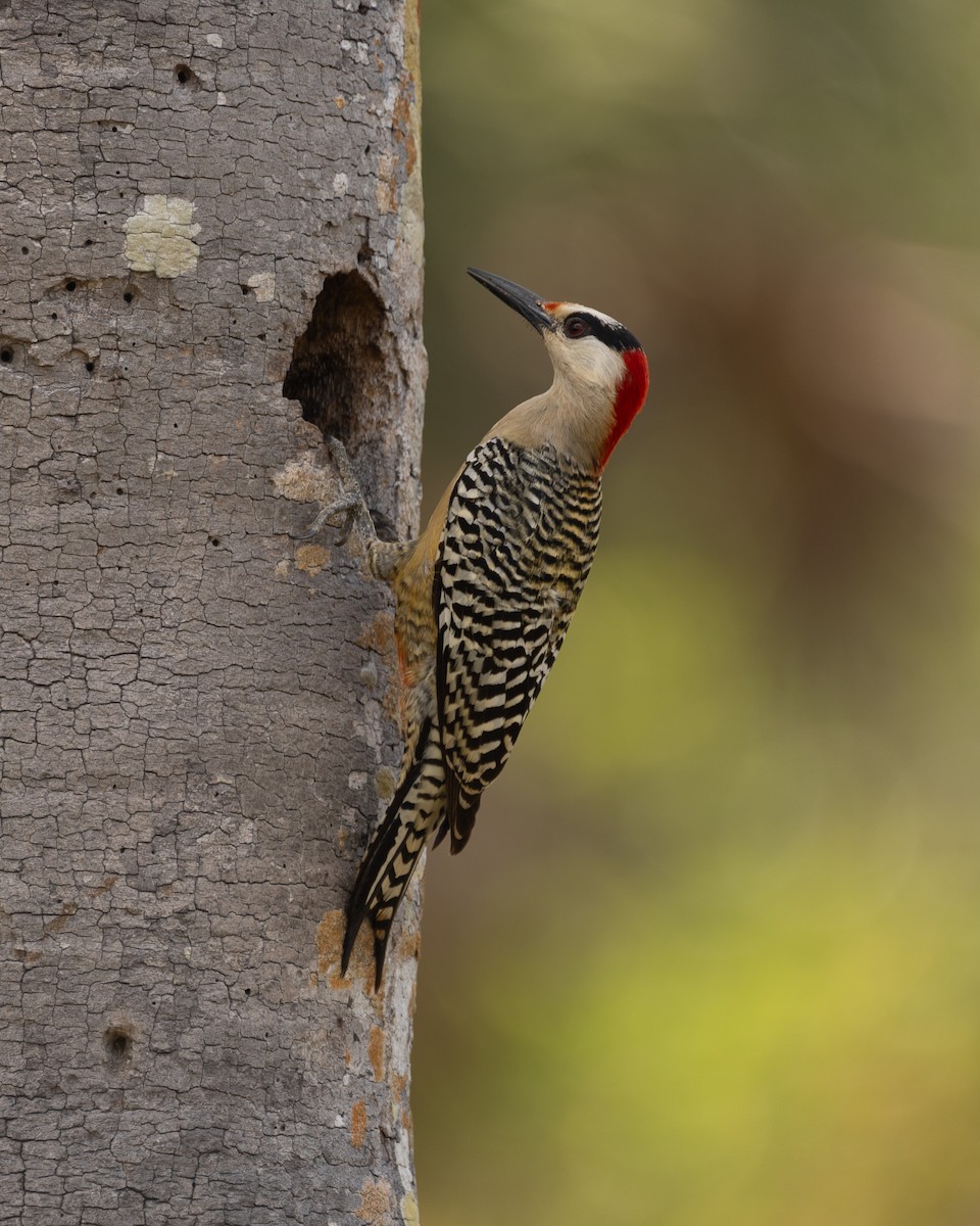 West Indian Woodpecker - Kelsey Rowe