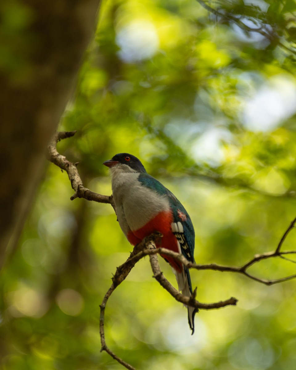 trogon kubánský - ML618704436