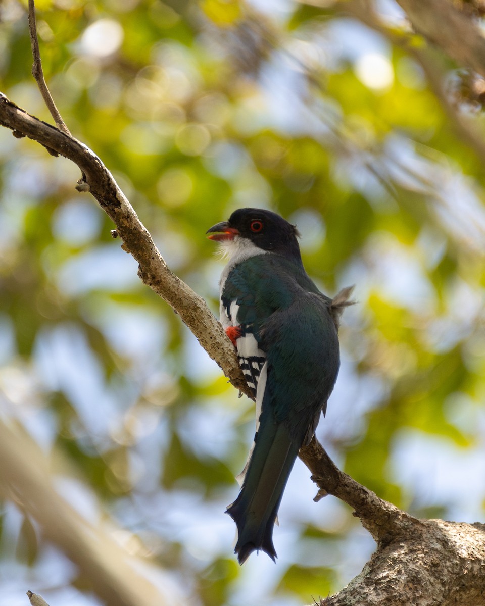 Cuban Trogon - ML618704438