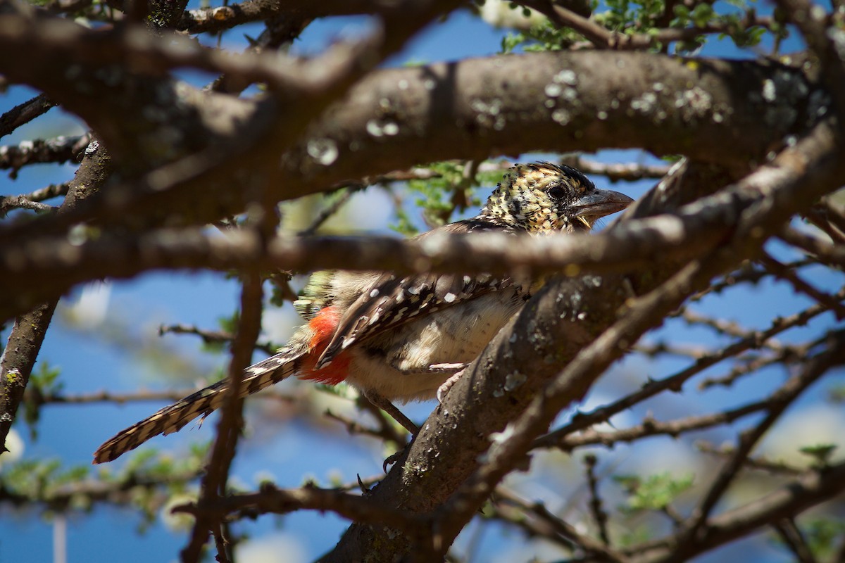 D'Arnaud's Barbet - ML618704453