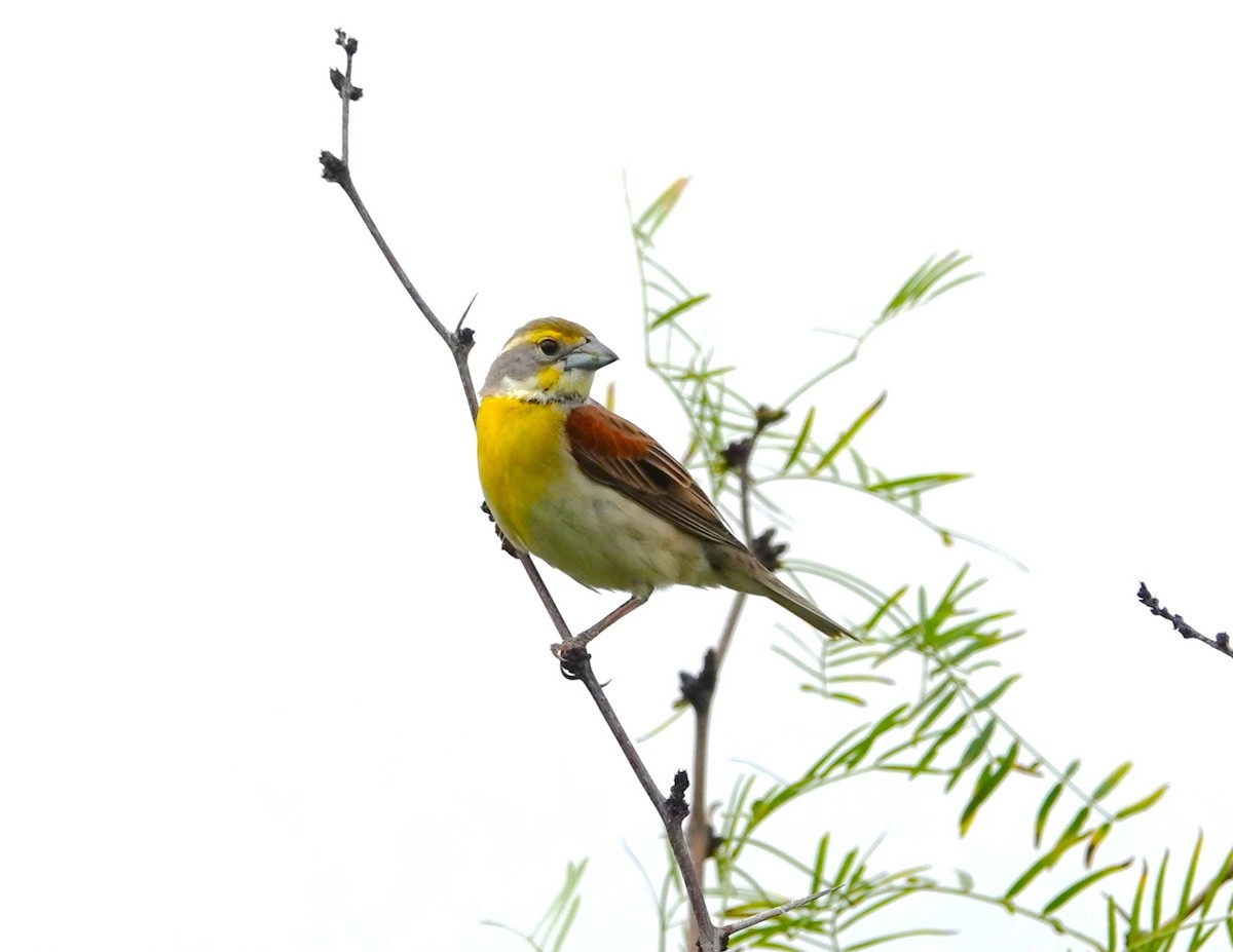 Dickcissel - Doug Willick