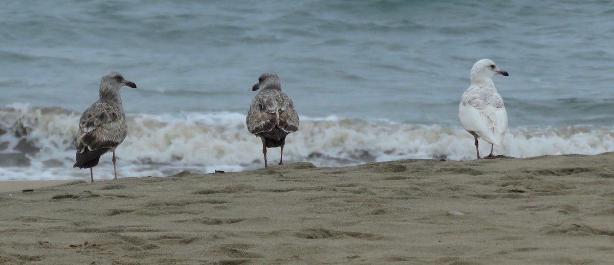 Gaviota Groenlandesa - ML618704512