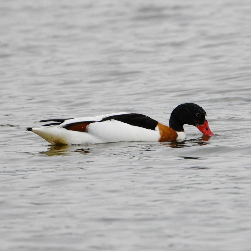 Common Shelduck - ML618704522