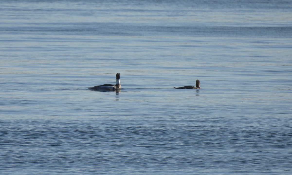 Red-breasted Merganser - ML618704547