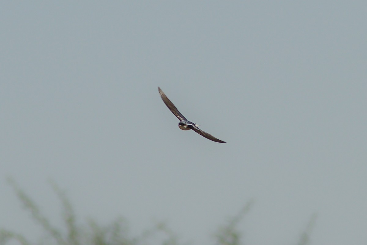 White-tailed Swallow - Morten Lisse