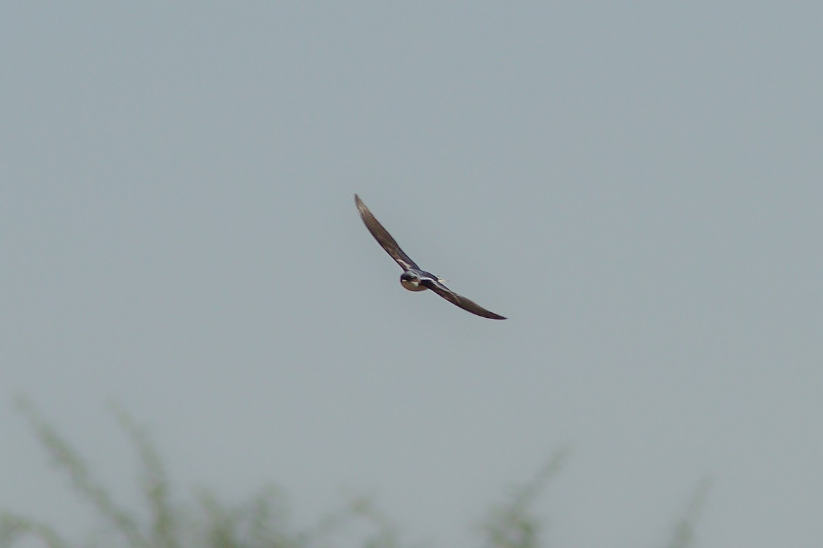 Golondrina Coliblanca - ML618704566