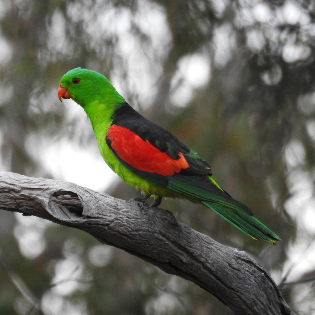 Red-winged Parrot - Trevor Ross