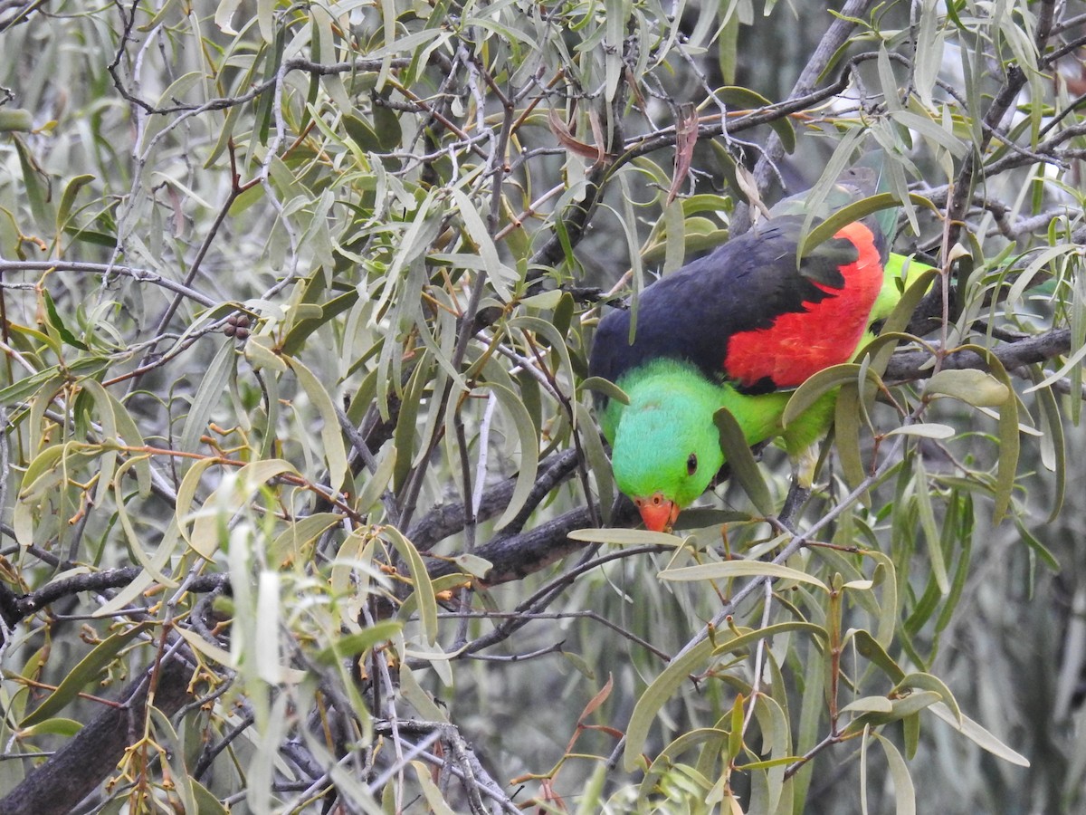 Red-winged Parrot - Trevor Ross