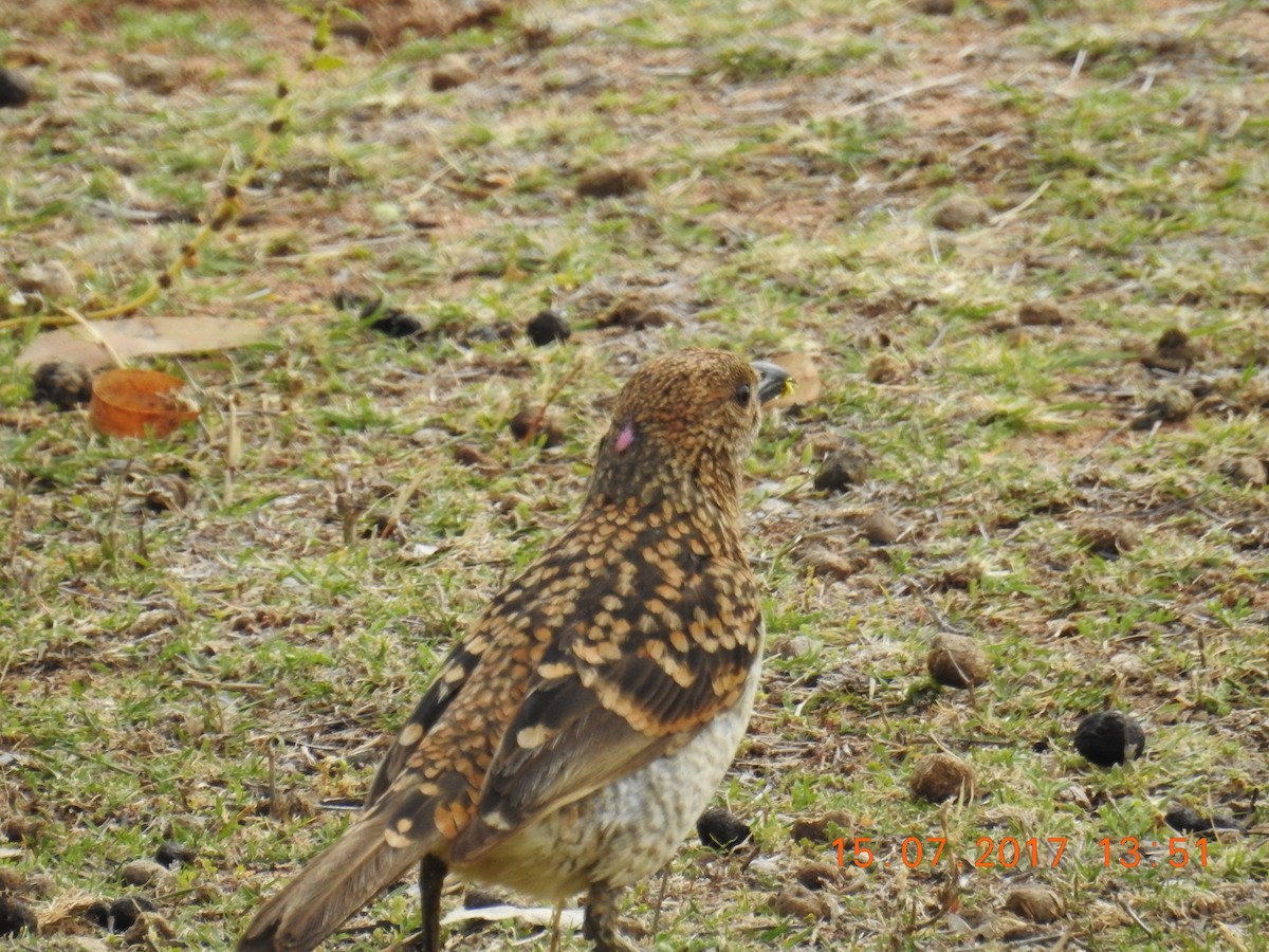 Spotted Bowerbird - Trevor Ross