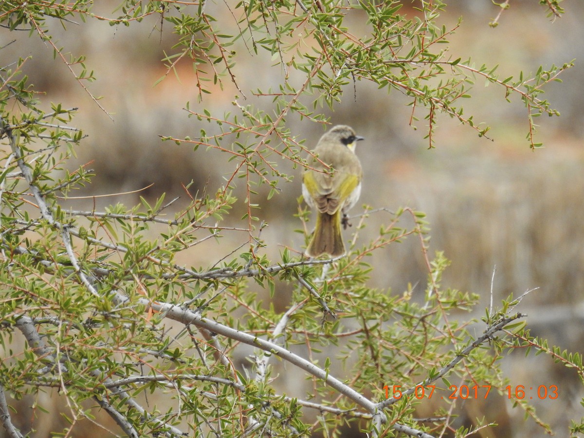 Singing Honeyeater - ML618704599