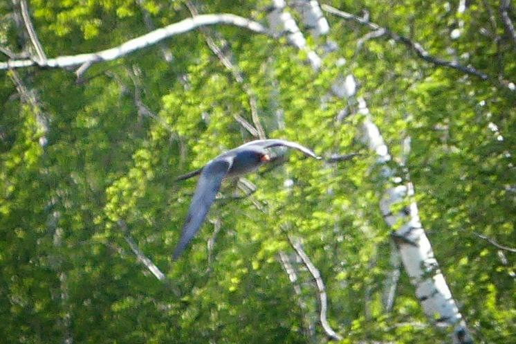 Red-footed Falcon - ML618704630