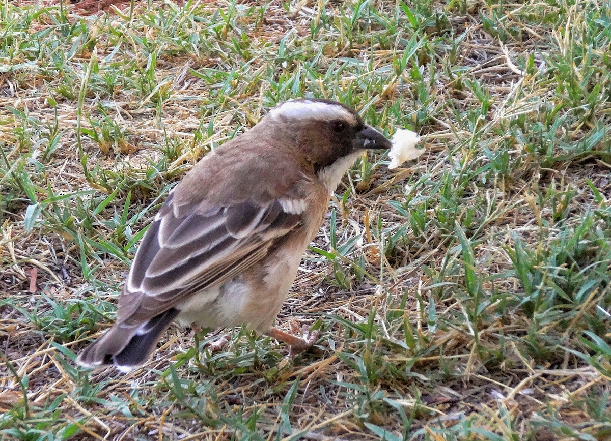 White-browed Sparrow-Weaver - Hubert Söhner