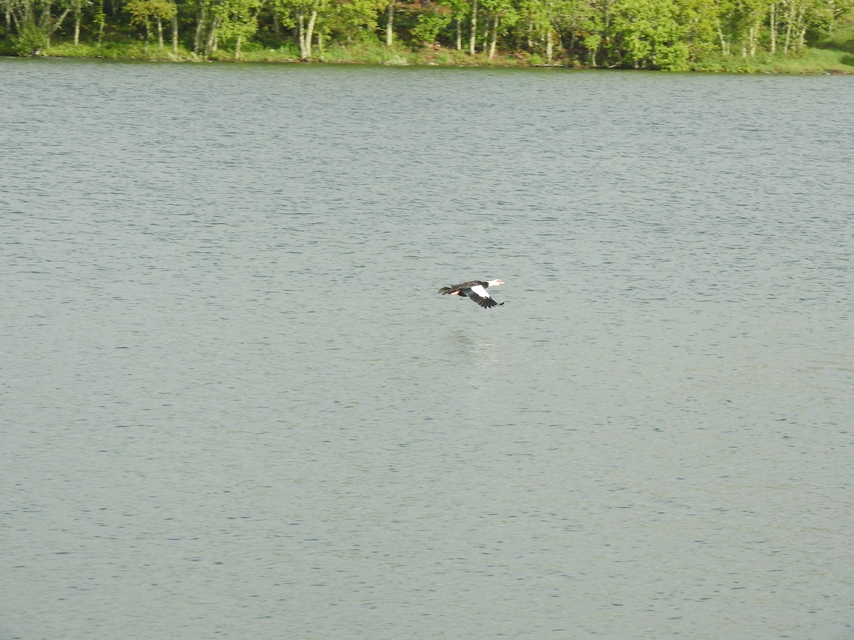 Muscovy Duck (Domestic type) - ML618704675