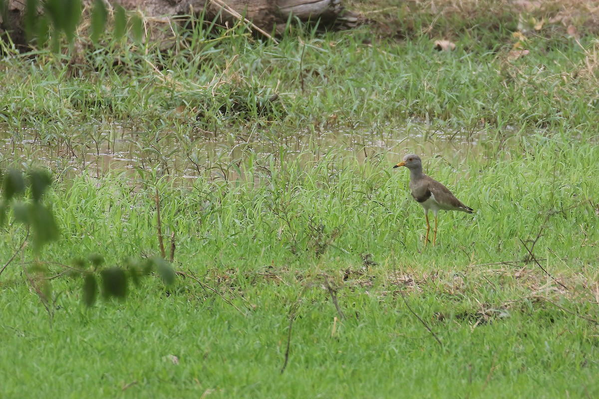 Gray-headed Lapwing - ML618704689