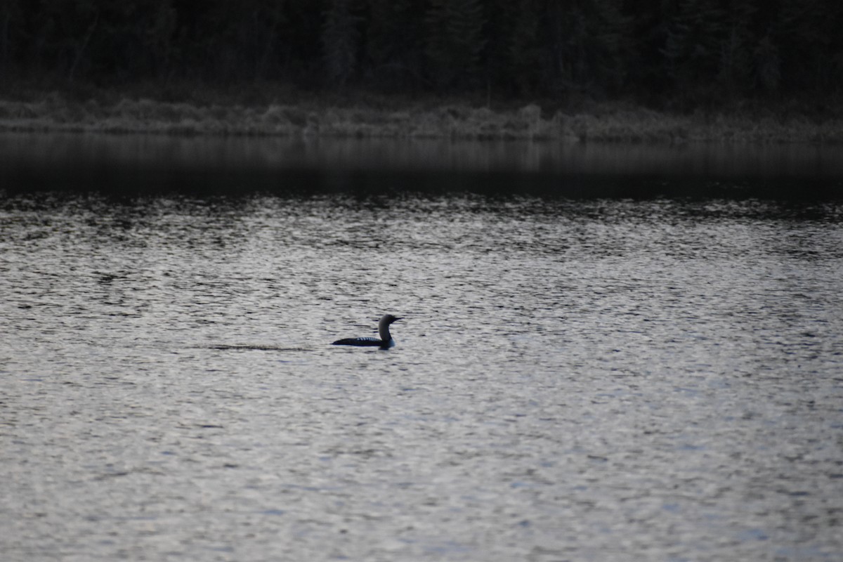 Pacific Loon - ML618704690