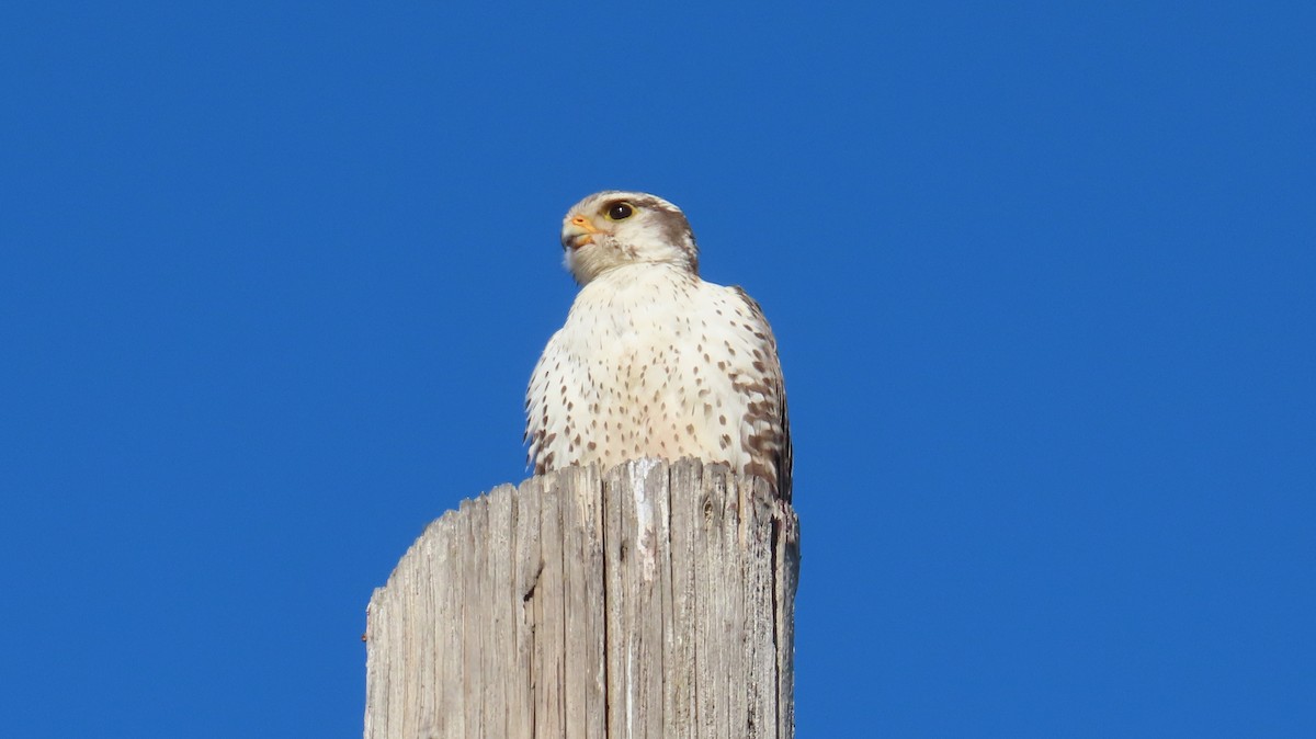 Prairie Falcon - Petra Clayton
