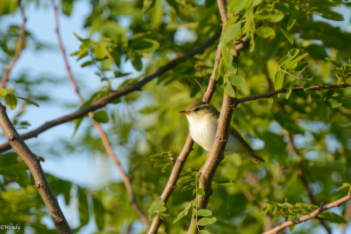 Eastern Crowned Warbler - ML618704708