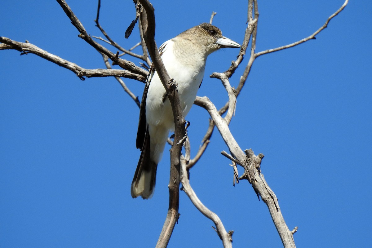 Pied Butcherbird - B Jenkins