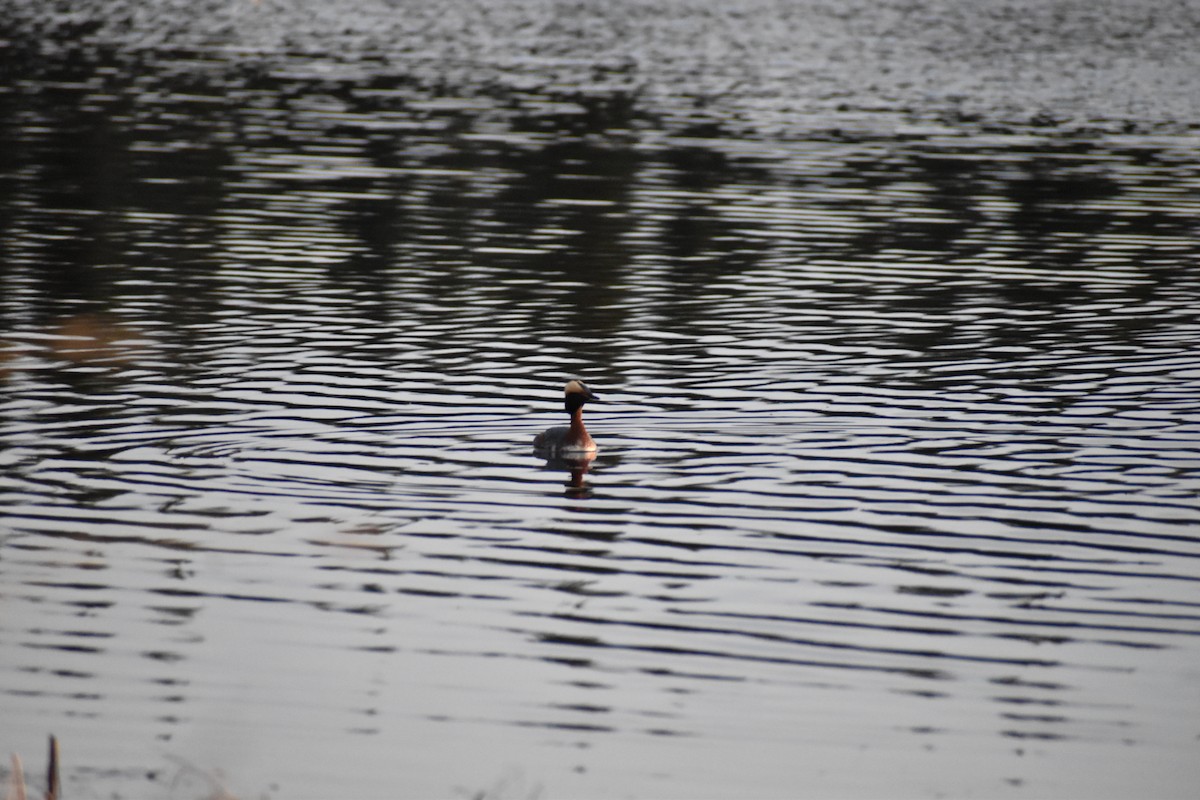 Horned Grebe - Caitlyn Oliver Brown