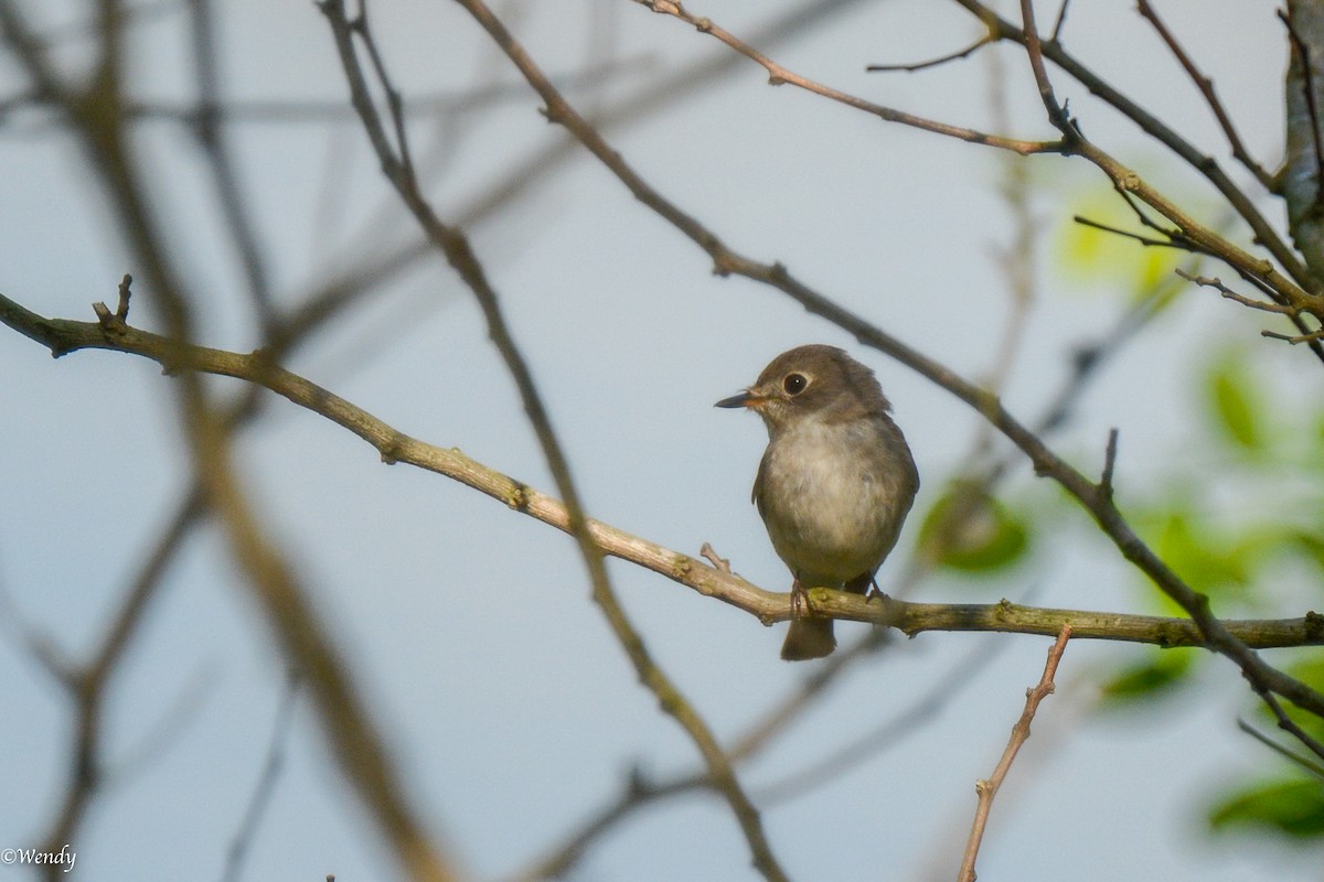 Asian Brown Flycatcher - ML618704719