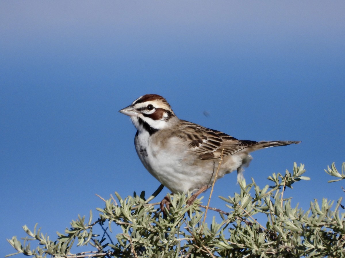 Lark Sparrow - ML618704773