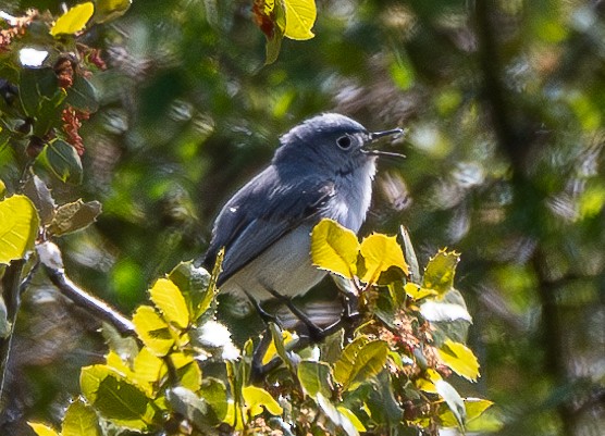 Blue-gray Gnatcatcher - ML618704786