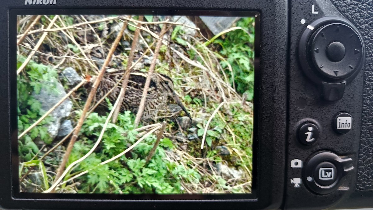 Wood Snipe - Sandeep Ramz