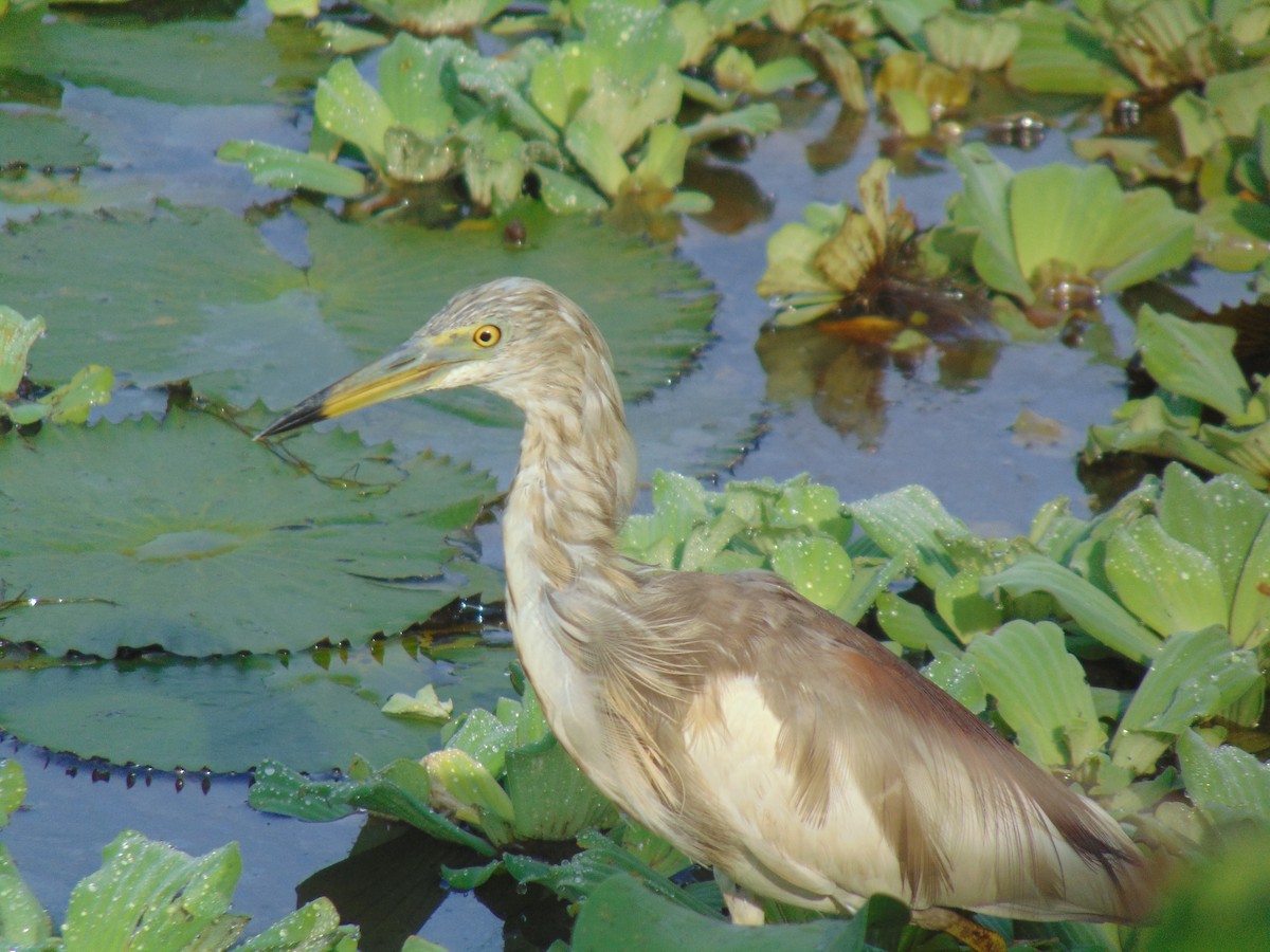 Indian Pond-Heron - ML618704857