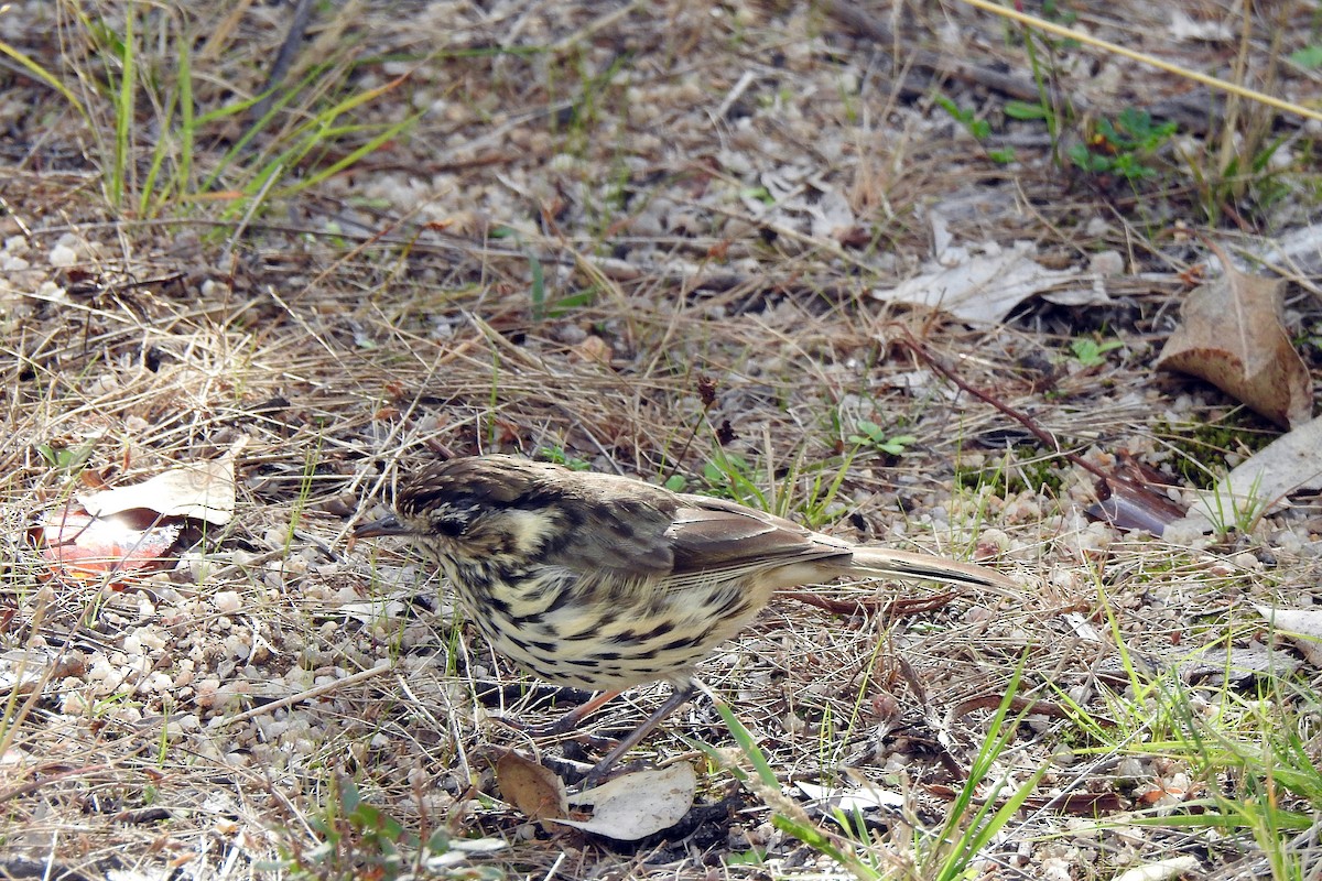 Speckled Warbler - B Jenkins