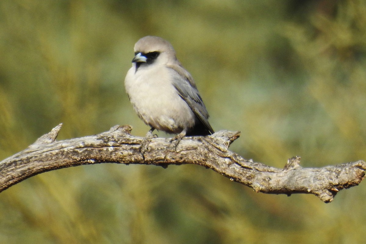 Black-faced Woodswallow (Black-vented) - Trevor Ross