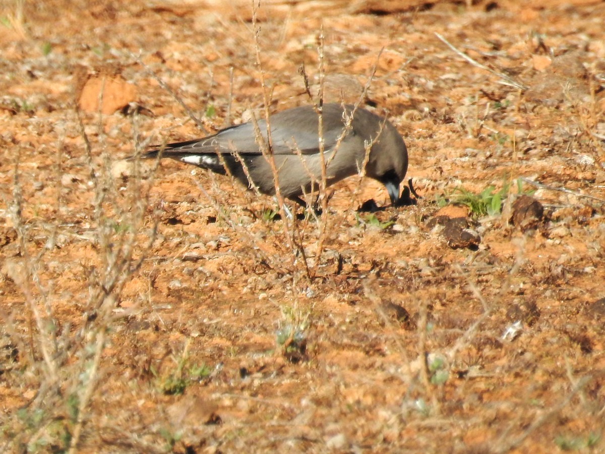 Black-faced Woodswallow (Black-vented) - Trevor Ross