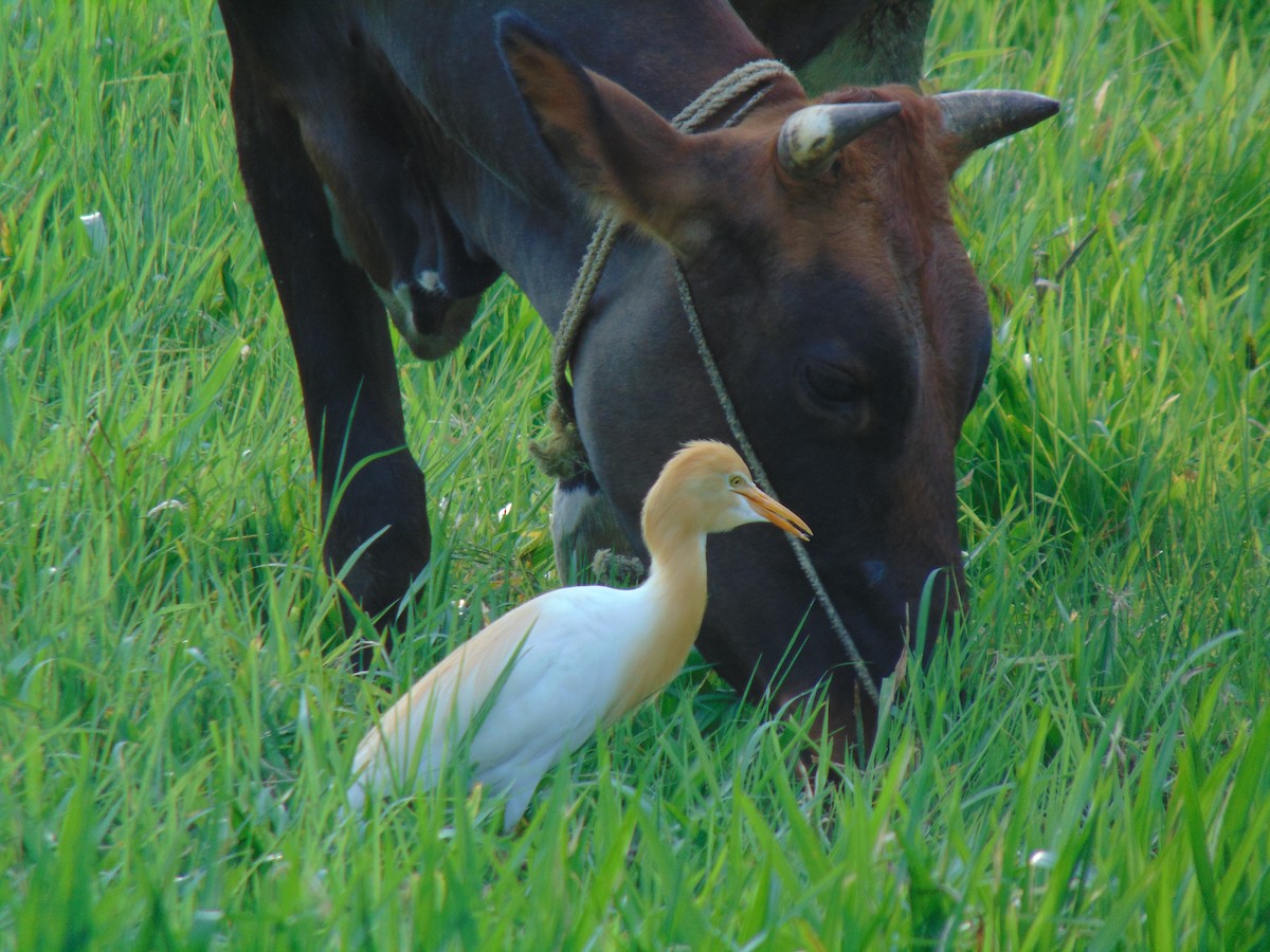 Eastern Cattle Egret - ML618704968