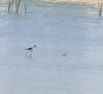 Red-necked Phalarope - Tristan McKnight