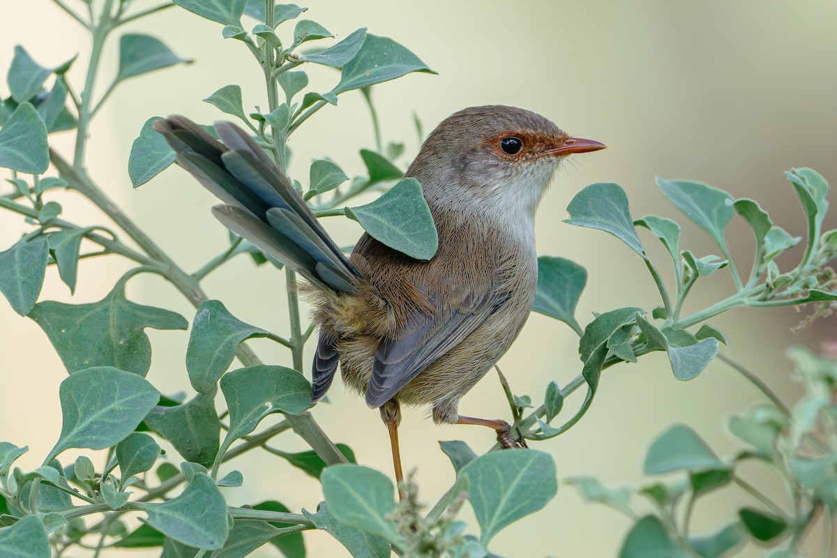 Superb Fairywren - ML618705030