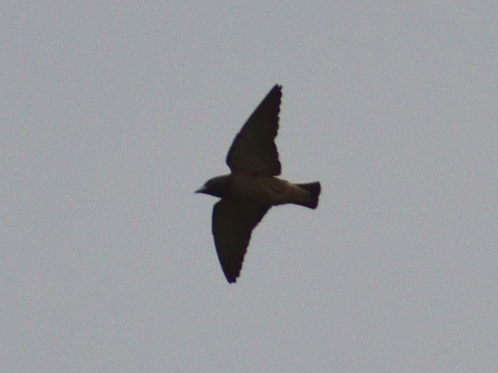 Ashy Woodswallow - ML618705040