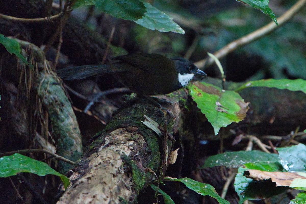 Eastern Whipbird - ML618705067