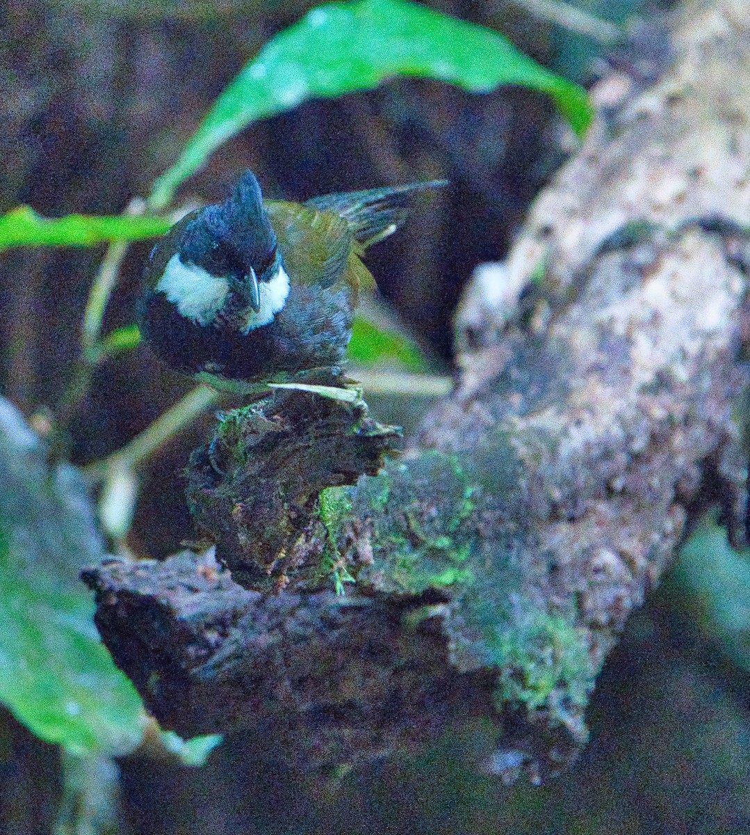 Eastern Whipbird - ML618705068