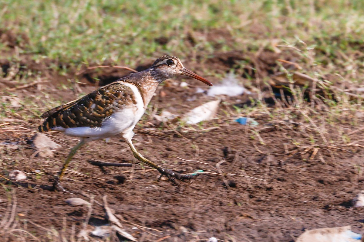 Aguatero Bengalí - ML618705097