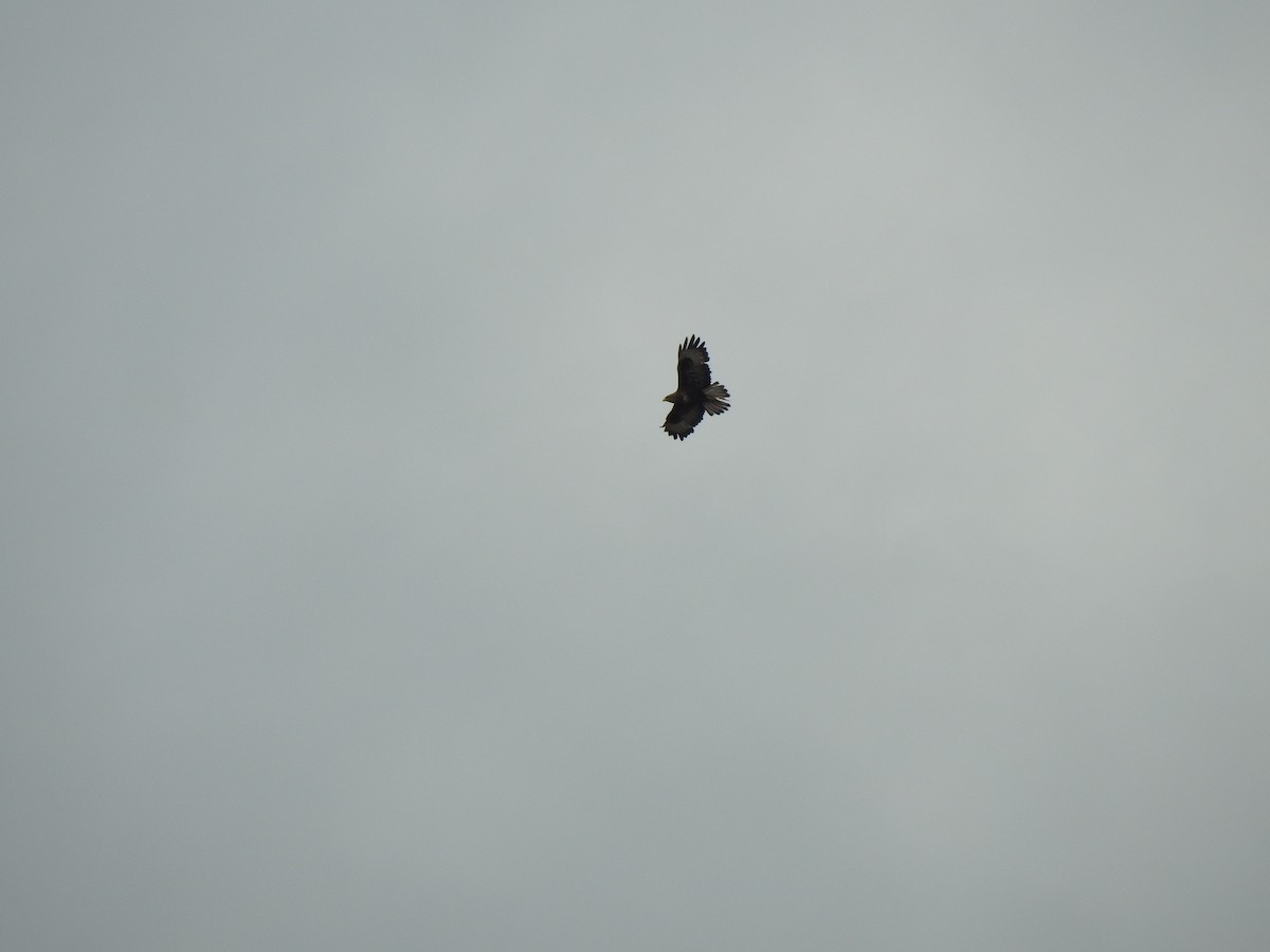 Common Buzzard - ML618705114