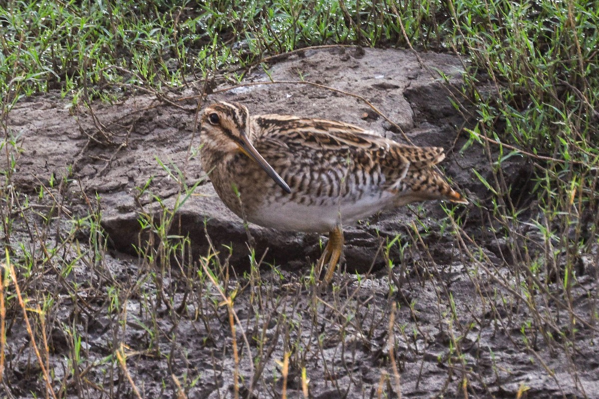 Common Snipe - ML618705131